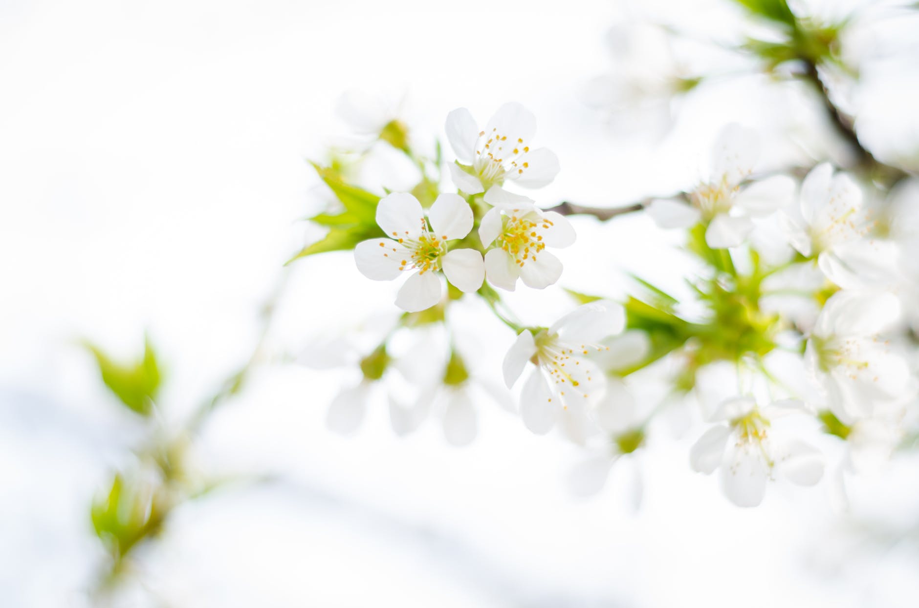 Spring Blooms and Allergy Blues