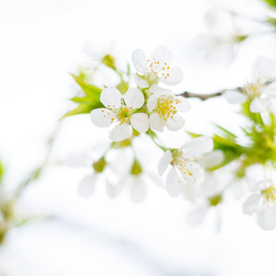 Spring Blooms and Allergy Blues