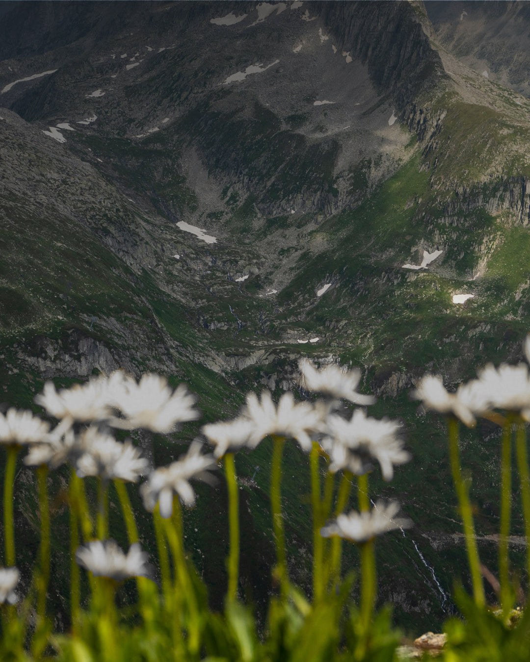 Why Alpine Plants Thrive Where Others Cannot