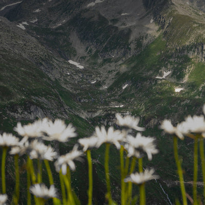 Why Alpine Plants Thrive Where Others Cannot