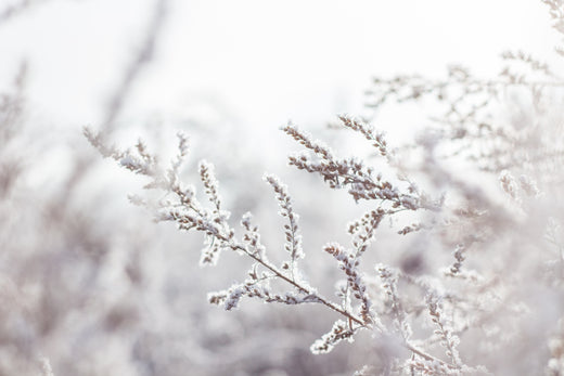 The Essence: The Product that Will Save Your Skin this Winter