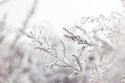 The Essence: The Product that Will Save Your Skin this Winter
